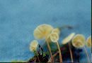 Marasmius epiphyllus image