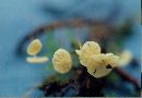 Marasmius epiphyllus image