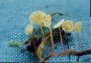 Marasmius epiphyllus image