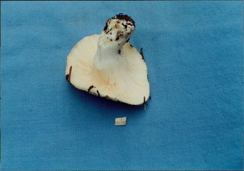 Hygrophorus ligatus image