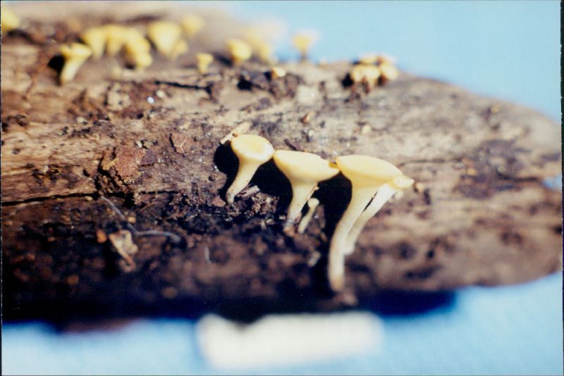 Hymenoscyphus scutula image