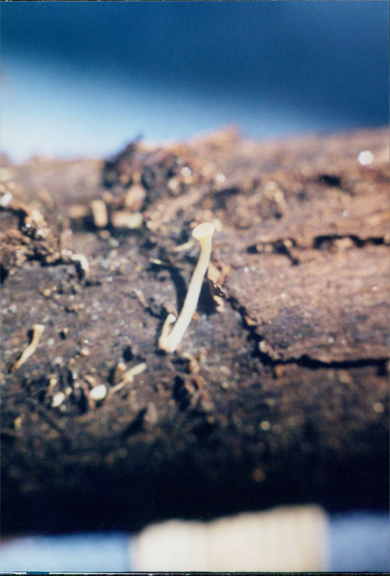 Hymenoscyphus scutula image