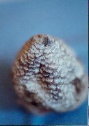 Chlorophyllum agaricoides image