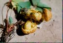 Pholiota flammans image