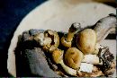 Pholiota flammans image