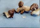 Geastrum pectinatum image
