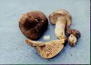 Tricholoma virgatum image