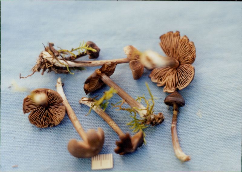 Entoloma scabiosum image