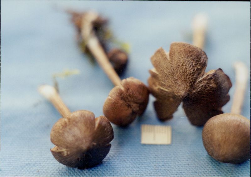 Entoloma scabiosum image