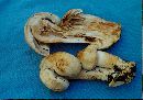 Agaricus albolutescens image