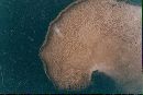 Polyporus squamosus image