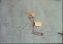 Marasmius bulliardi image