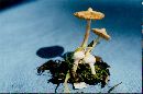 Inocybe whitei image