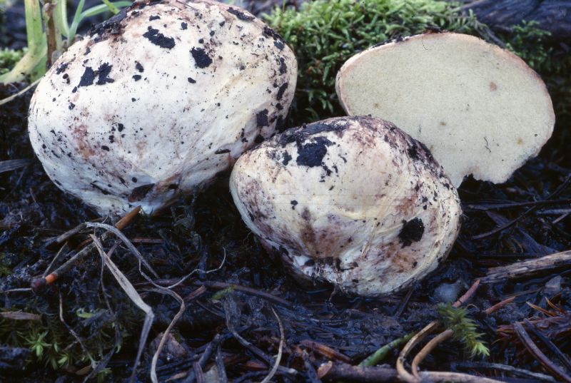 Rhizopogon rubescens image