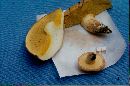 Suillus albivelatus image