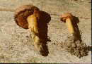 Chalciporus piperatus image