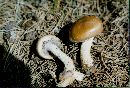 Stropharia hornemannii image