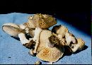 Clitocybe praemagna image