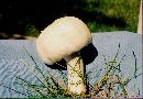 Agaricus arvensis image