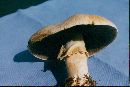 Agaricus albolutescens image