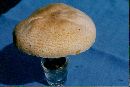 Agaricus albolutescens image