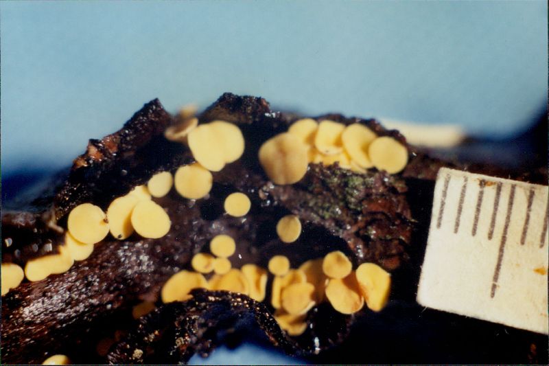 Hymenoscyphus scutula image