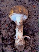 Amanita pantherina var. multisquamosa image