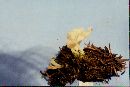 Clavulina coralloides image