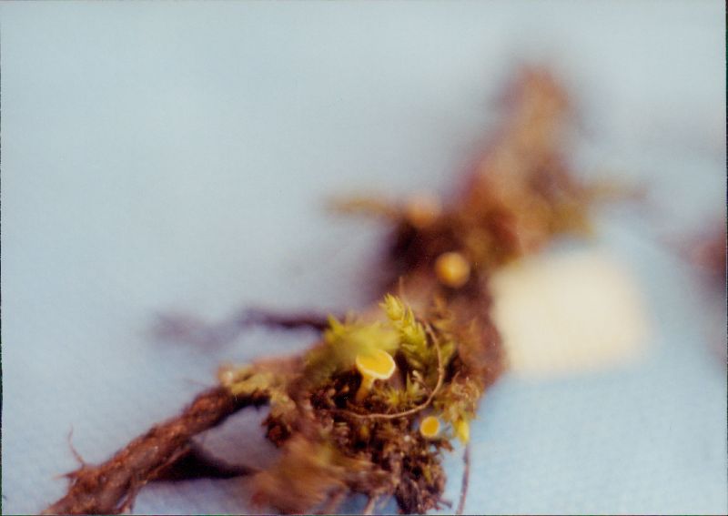 Dasyscyphus image
