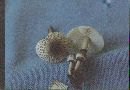 Lepiota lilacea image