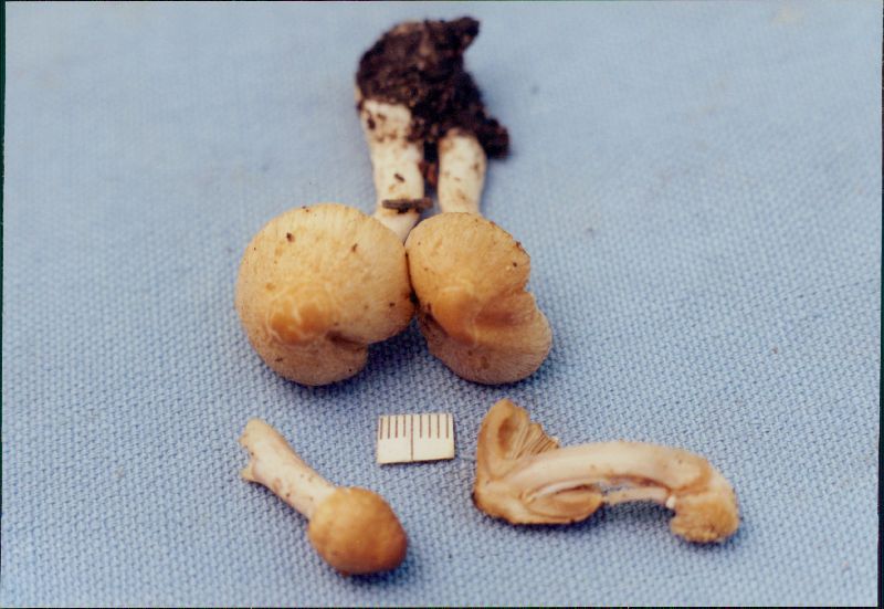 Inocybe queletii image