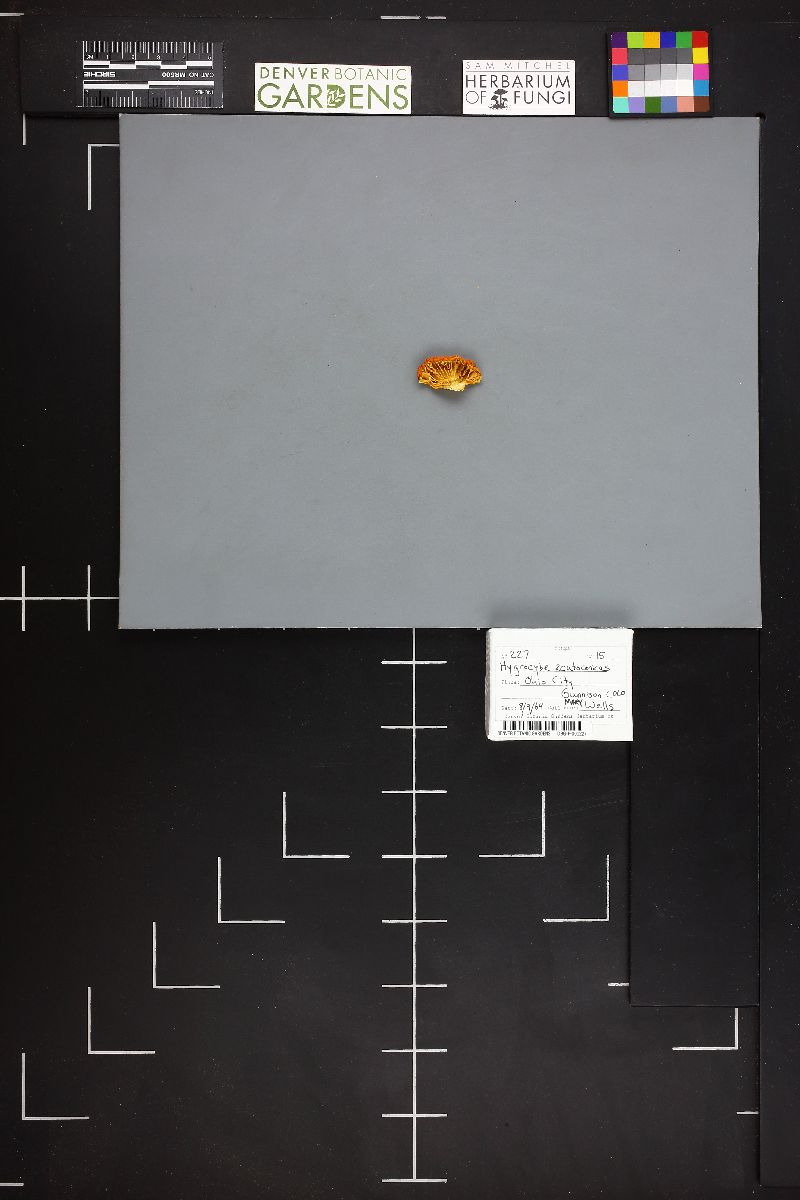 Hygrocybe persistens image