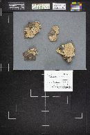 Trichaptum abietinum image