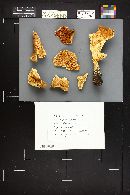 Infundibulicybe geotropa image