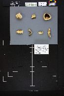 Agaricus arvensis image