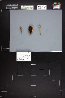 Agaricus semotus image