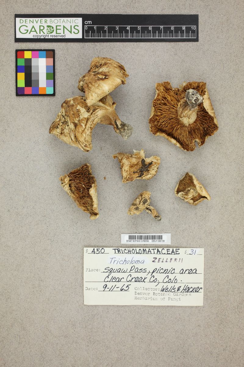 Tricholoma zelleri image