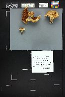 Tricholoma zelleri image