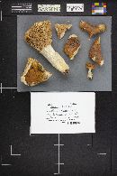 Russula decolorans image