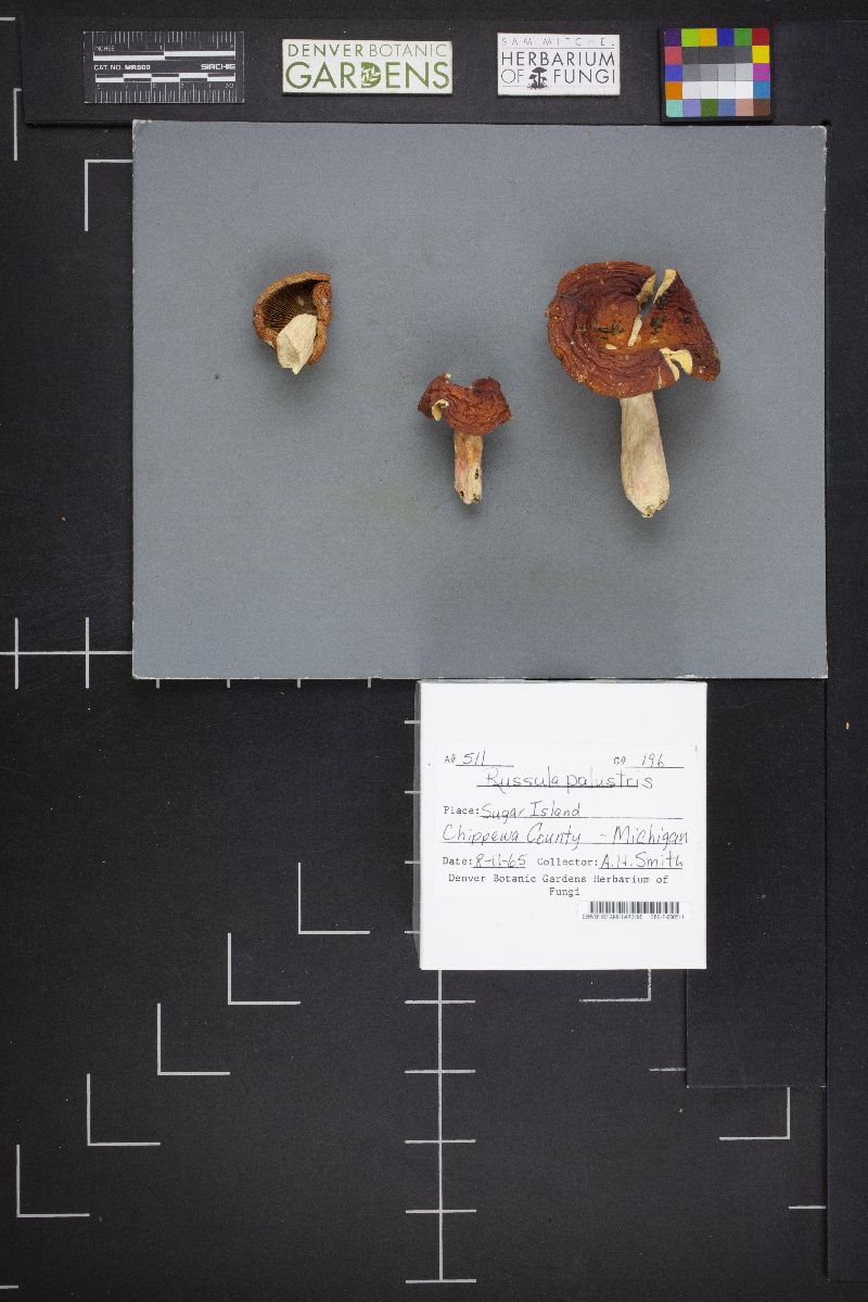 Russula palustris image