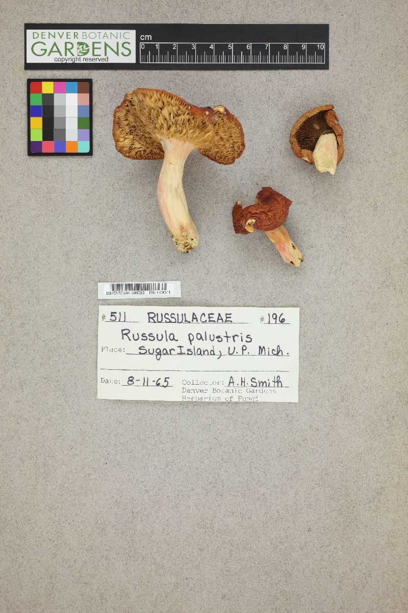 Russula palustris image