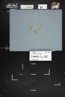 Lepiota cristata image
