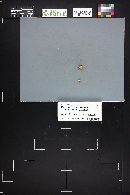 Physalacria inflata image