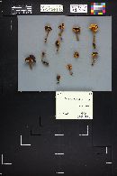 Xeromphalina tenuipes image