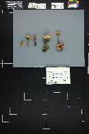 Mycena galericulata image