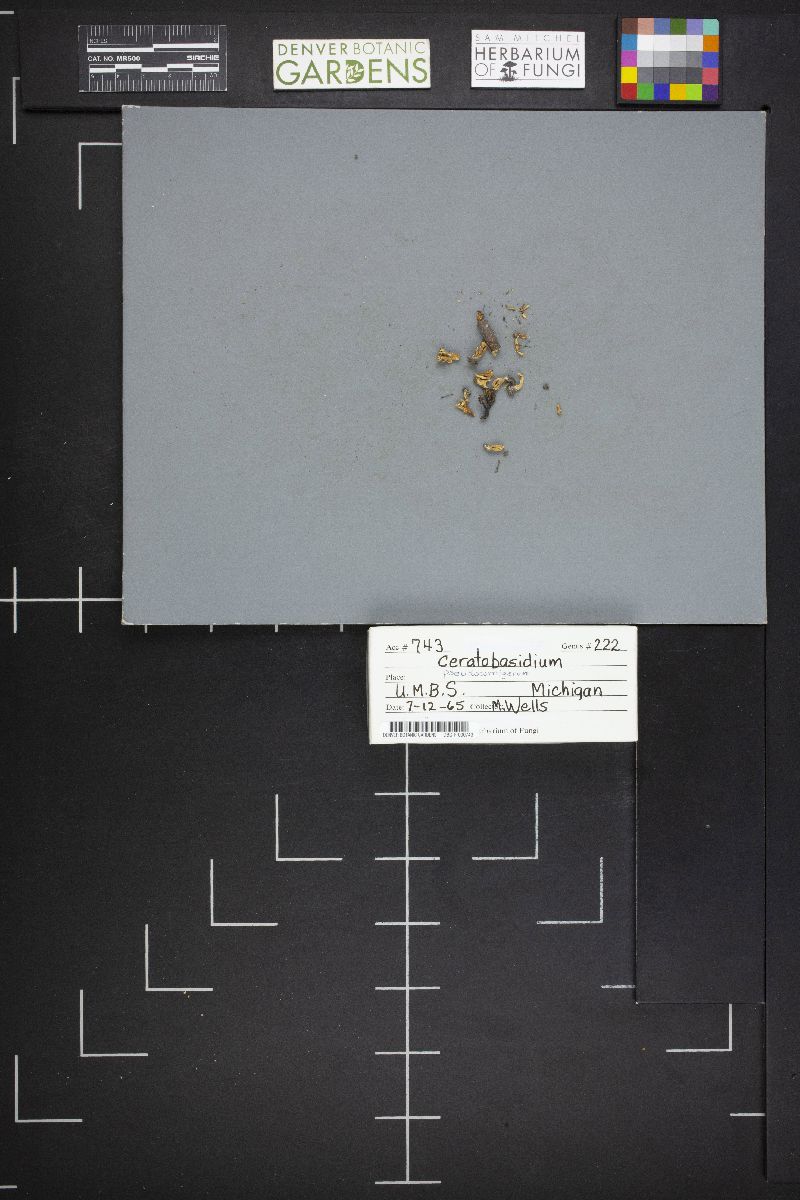Ceratobasidium pseudocornigerum image