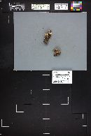 Thelephora palmata image