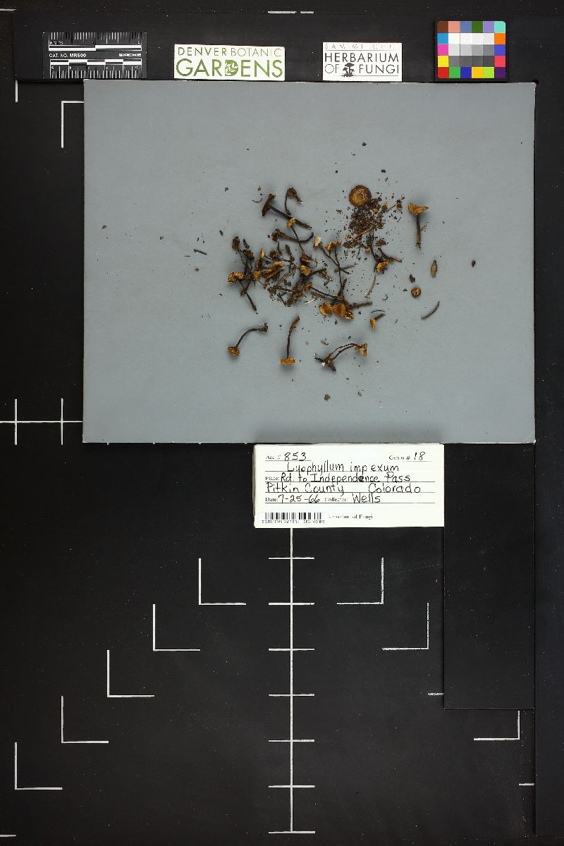 Tephrocybe impexa image