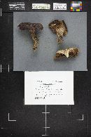 Sarcodon imbricatus image