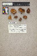 Suillus brevipes image